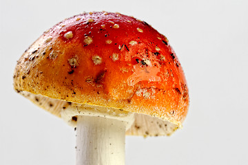 Image showing Amanita muscaria, fly agaric