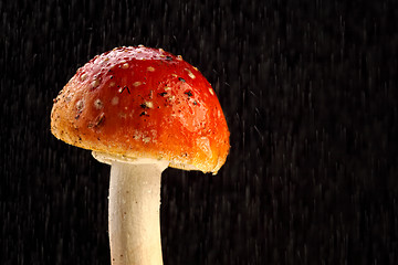 Image showing Amanita muscaria, fly agaric