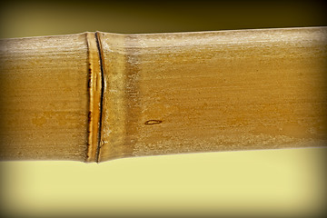 Image showing bamboo detail