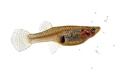 Image showing Mosquitofish portrait