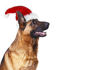 Image showing santa claus dog background