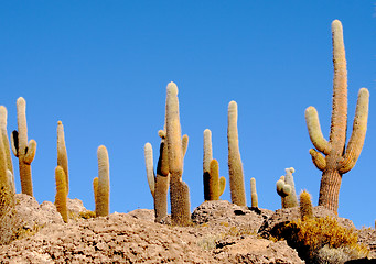 Image showing cactus background