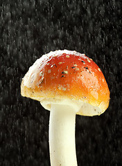 Image showing Amanita muscaria in the rain