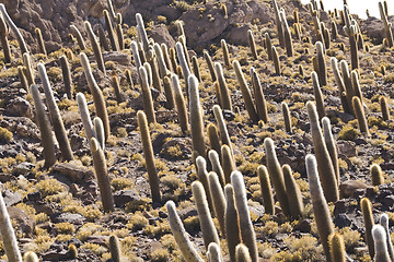 Image showing bolivia catcus background