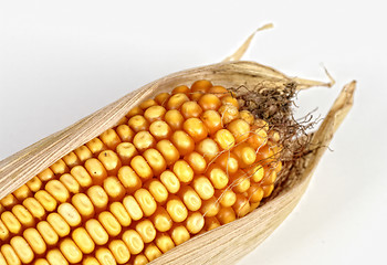 Image showing corncob background