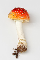 Image showing Amanita muscaria, fly agaric