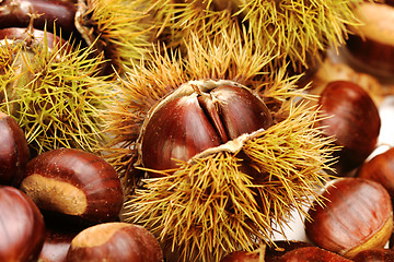 Image showing chestnuts, nature background