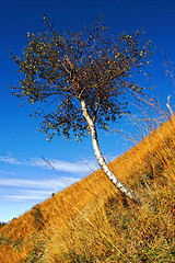 Image showing lonely tree