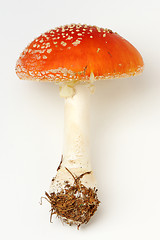 Image showing Amanita muscaria 