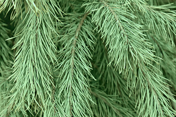 Image showing Prickly pine branches