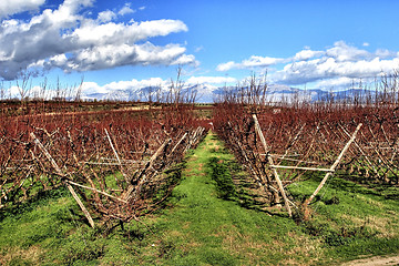 Image showing agricolture background