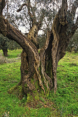Image showing old olive tree