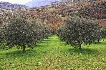 Image showing olive tree background