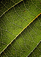 Image showing green leaf background