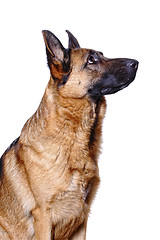 Image showing german shepard background