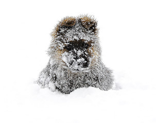 Image showing german shepherd in the snow