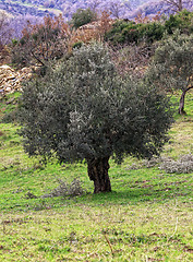 Image showing olive tree