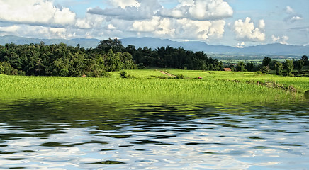 Image showing rice field background