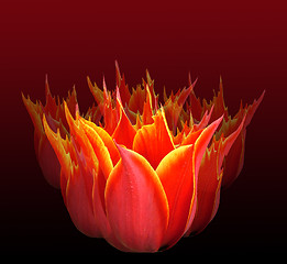 Image showing Tulip fire