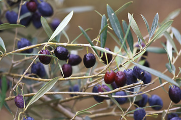 Image showing olive on tree