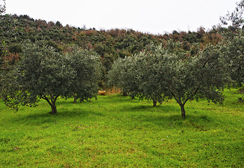 Image showing olive tree background