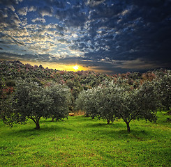 Image showing olive tree background