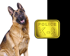 Image showing german shepard k9