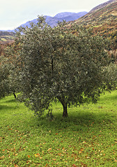 Image showing olive tree background