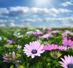 Image showing Meadow with flowers