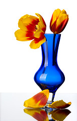 Image showing Tulip flowers in a blue glass vase, isolated.