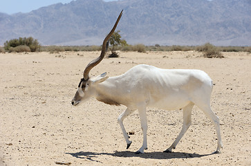 Image showing Antelope Addax