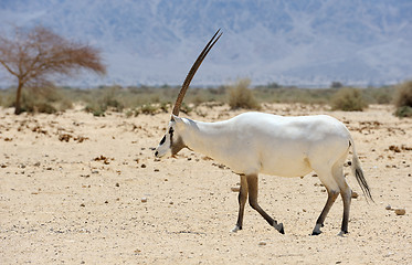 Image showing Oryx