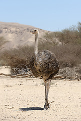 Image showing African ostrich