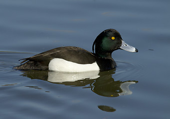 Image showing Tufted duck