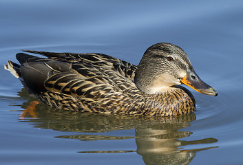 Image showing Mallard