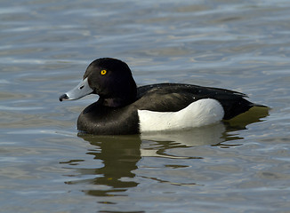 Image showing Tufted duck