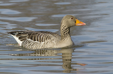 Image showing Greylag Goose.