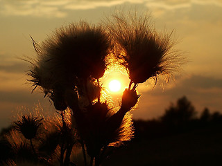 Image showing thistle