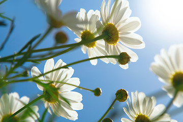 Image showing daisies against blue sky in the morning.  