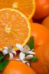 Image showing oranges with leafs and blossom in a white background 