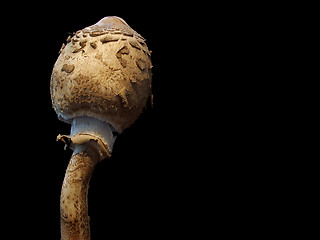 Image showing parasol mushroom