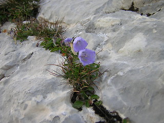 Image showing mountain flower
