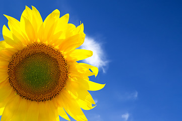 Image showing Closeup of yellow sunflower 