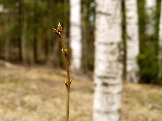 Image showing buds on aspen tree