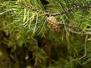 Image showing pine cone