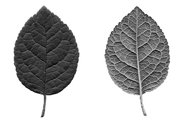 Image showing Prune leaf