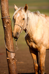 Image showing Horse