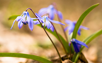 Image showing Spring time: Squill flowers