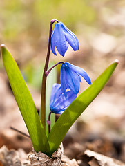 Image showing Spring comes: Squill flowers