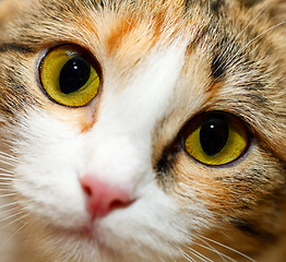 Image showing Cat eyes